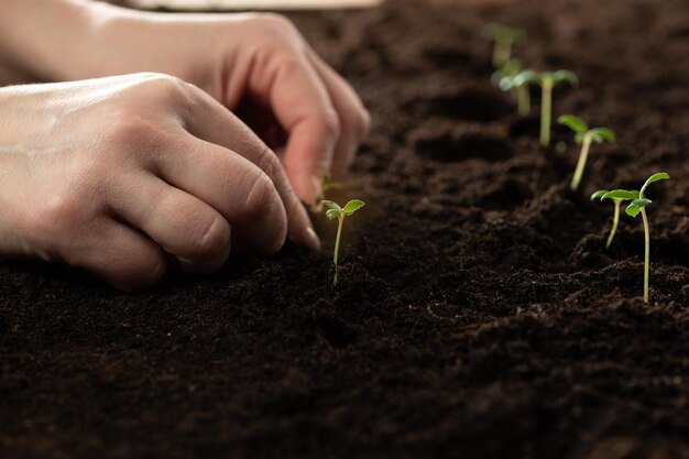 De hand van de boer houdt een zaailing vast voor het overplanten in vruchtbare grond voor biologische landbouw en symbolen voor een nieuwe start in het kweken van iets Zaailingen van groene planten in de volle grond planten