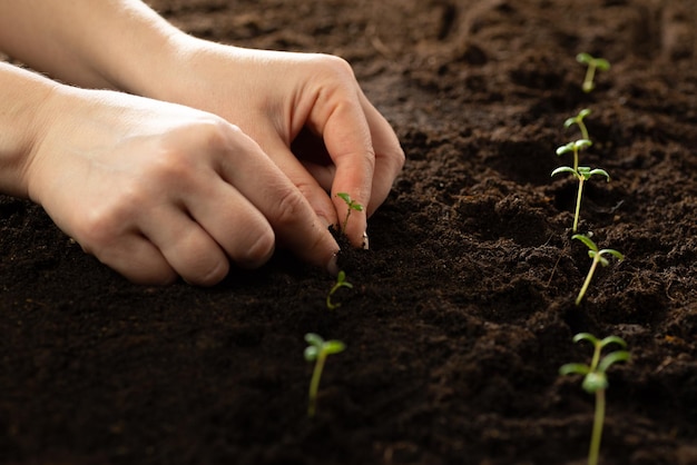 De hand van de boer houdt een zaailing vast voor het overplanten in vruchtbare grond voor biologische landbouw en symbolen voor een nieuwe start in het kweken van iets Zaailingen van groene planten in de volle grond planten