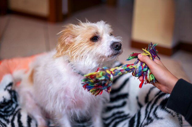 De hand van de close-upjongen geeft speelgoed aan haar kleine en schattige hond om te spelen. Gezondheidszorg voor huisdieren.