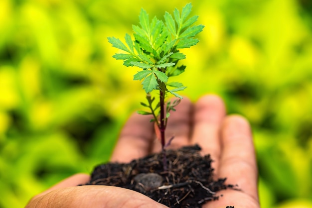 De hand van de man houdt plant een boom uit het land van Thailand