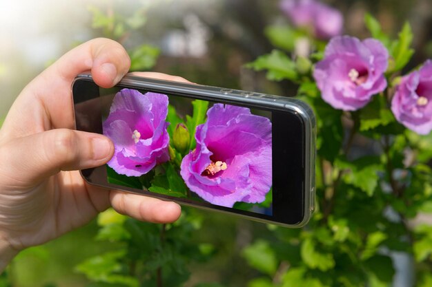 De hand van de persoon die de foto van bloemen op de smartphone maakt