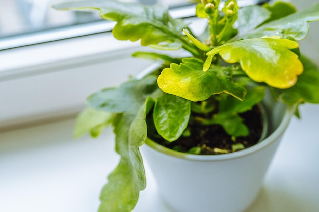 de hand van de vrouw toont gele verdorde bladeren van de huisplant in de Kalanchoë-bloempot. Verzorging van kamerplanten