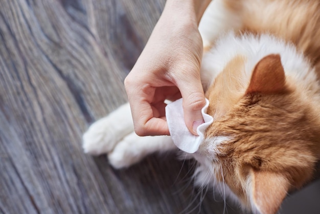 De hand van de vrouwelijke dierenarts die wattenstaafje vasthoudt om het vuil van het oog van de witte kat te reinigen in het concept van de gezondheidscontrole