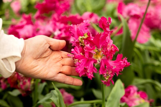 Foto de hand van een bejaarde vrouw raakt een bloem van een ongewone rode tulp met gescheiden bloemblaadjes aan