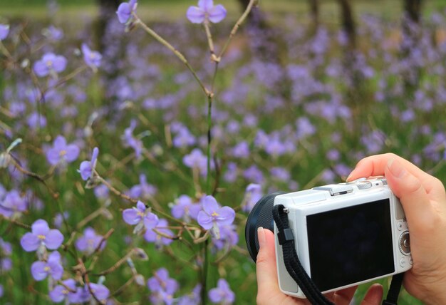 De hand van een close-up vrouw met een camera die een foto maakt met een wazig paars bloemenveld op de achtergrond