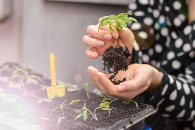 De hand van een jonge vrouw plant de zaailingen in containers met de grond