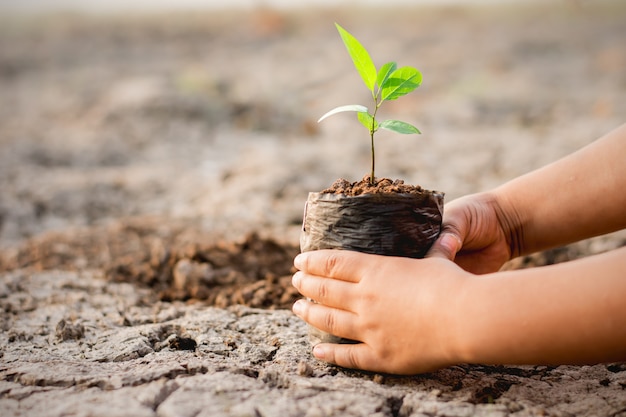 De hand van een kind plant een boom ใ