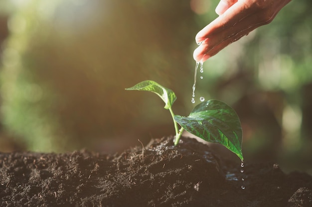 De hand van een kleine jongen die de bomen water geeft en jonge boompjes plant Verminder het broeikaseffect van het aardse liefdesconcept