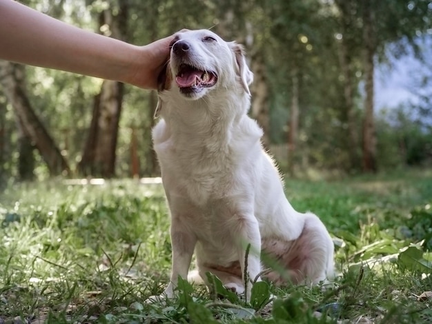 De hand van een man die een witte hond streelt Hou van familie geliefde huisdieren