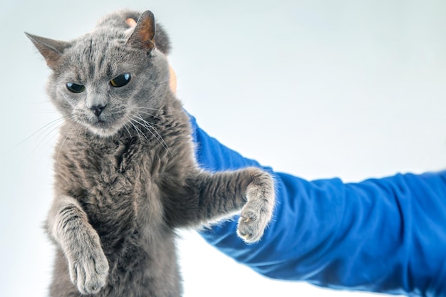De hand van een man houdt een grijze kat vast bij het nekvel. Thuis pluizig huisdier is schuldig