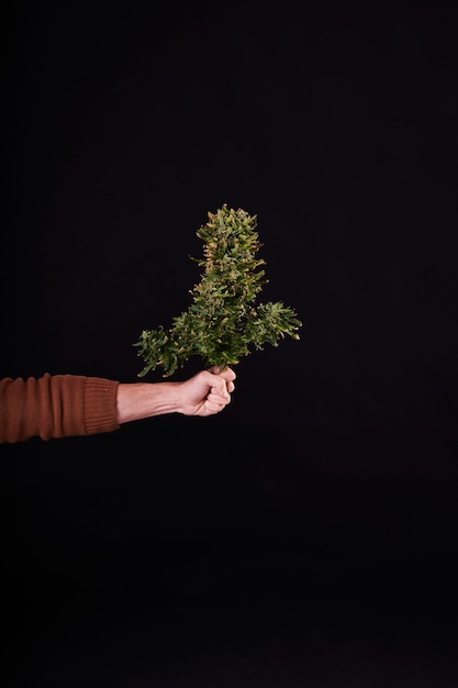 De hand van een man met een gesneden cannabisplant op zwarte achtergrond