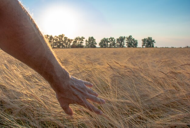 Foto de hand van een man raakt een aar van tarwe of rogge aan tussen eindeloze velden bij zonsopgang of zonsondergang.