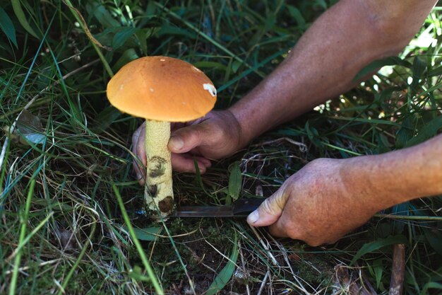 De hand van een man snijdt een boletus met een mes in het bos