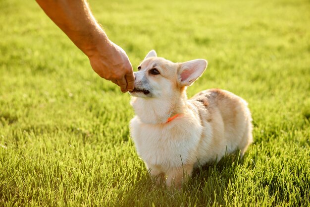 De hand van een man voedt Welsh Corgi Pembroke. Zomer, buitenshuis. Het proces van het trainen van corgipuppy.