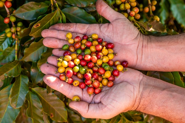 De hand van een persoon die koffiebonen op de boom houdt.