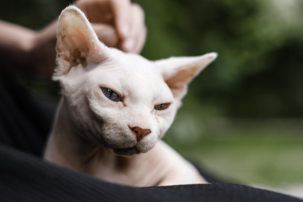 De hand van een vrouw die een kale, leren naakte kat streelt, Canadese sphynxkat