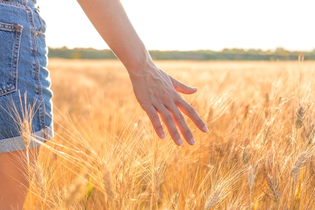 De hand van een vrouw die rijpe tarwe aanraakt in een zonnig tarweveld. Concept van welvaart en warmte.