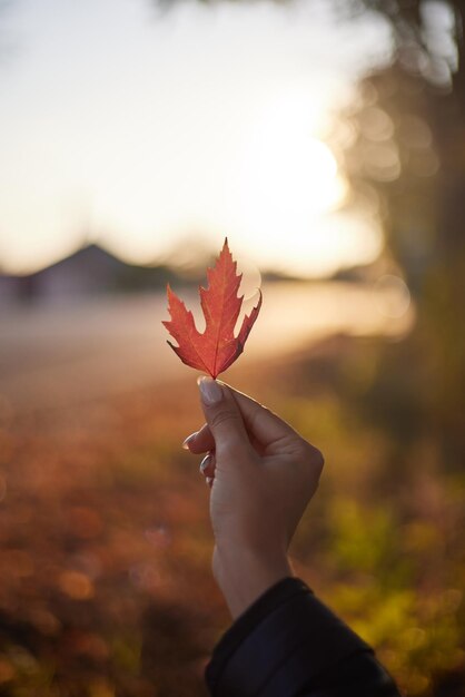 Foto de hand van een vrouw houdt een oranje blad vast