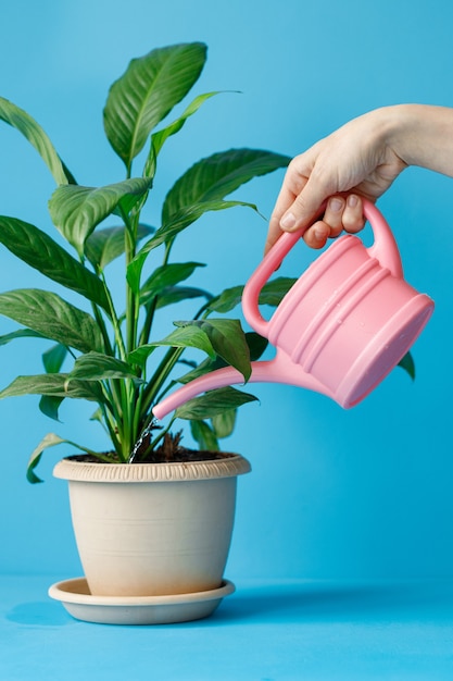 De hand van een vrouw houdt een roze gieter vast en geeft een kamerplant water in een lichte pot