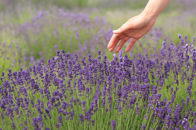 De hand van een vrouw raakt lavendelbloemen aan op een zonnige zomerdag het concept van natuurlijke cosmetica