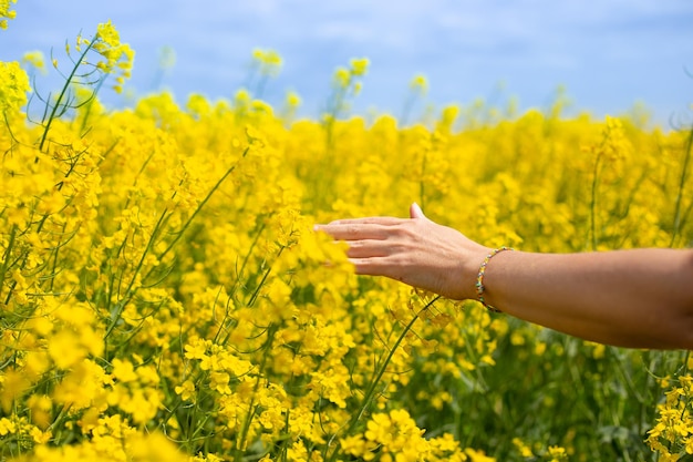 De hand van een vrouw raakt op een lentedag de gele koolzaadbloemen in het bloeiende veld aan