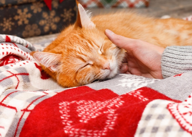 Foto de hand van een vrouw streelt een kat die ernaast slaapt op een kerstdeken