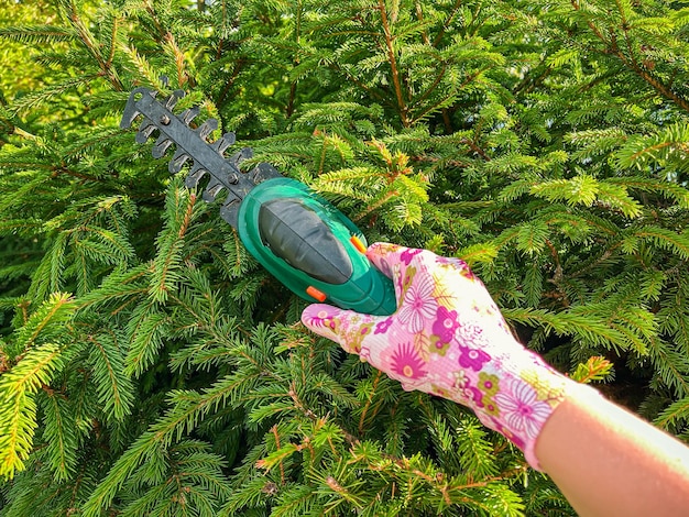 De hand van een vrouwelijke tuinman in beschermende handschoenen snoeit een heg van taxus afgezet met Taxus baccata