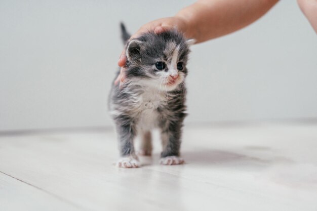 De hand van het kind streelt een klein schattig grijs en wit katje dat op de houten vloer loopt. Huisdieren in huis