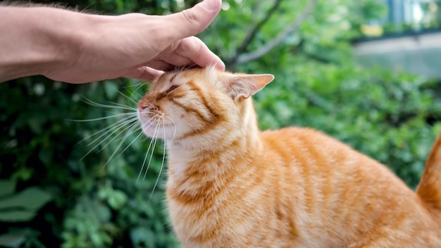 De hand van het mannetje streelt schattige gemberkat, close-up