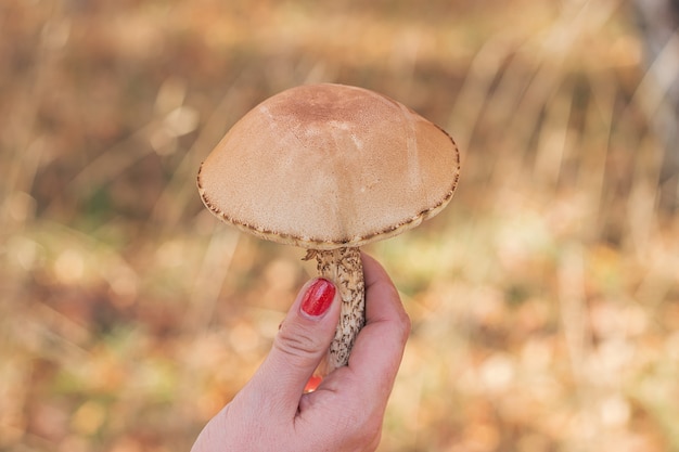 De hand van het meisje houdt een paddestoel vast.