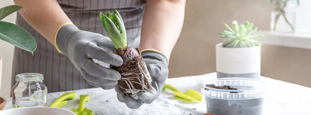 De handen die van de vrouwentuinman hyacint houden. concept huis dat en bloemen in pot tuiniert plant