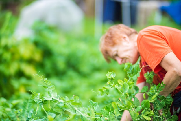 Foto de handen van de boer oogsten erwten in de tuin plantatiewerk herfst oogst en gezond biologisch voedsel concept van dichtbij met selectieve focus