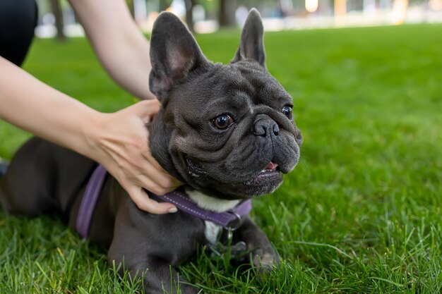 De handen van de eigenaar houden de franse bulldog vast zodat hij niet snel naar voren rent