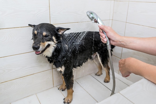 De handen van de groomer wassen de hond in de douche Zorg voor een hond in een honden salon