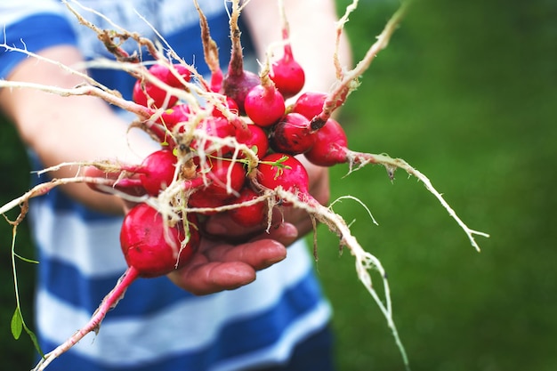 De handen van de man houden de oogst van de uit de tuin geplukte radijs vast