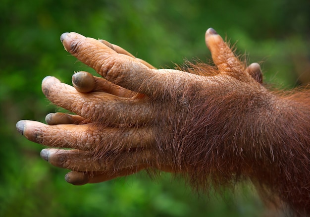 De handen van de orang-oetan spelen in de natuur.