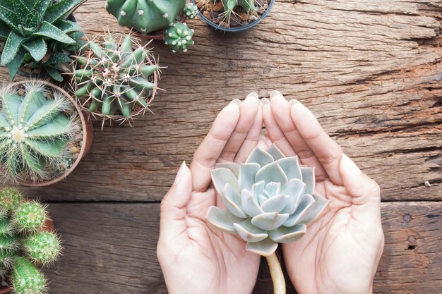 Foto de handen van de vrouw houden succulent