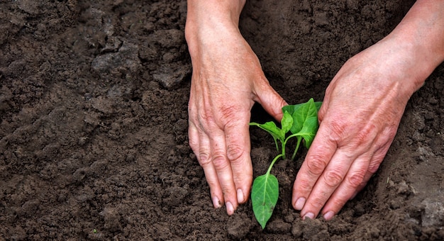 De handen van een boer planten peperzaailingen in een moestuin. Selectieve focus