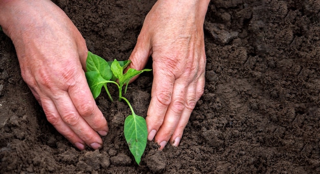 De handen van een boer planten peperzaailingen in een moestuin. Selectieve focus