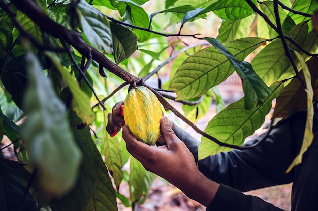 Foto de handen van een cacaoboer gebruiken een snoeischaar om de cacaopeulen of fruit rijpe gele cacao te snijden