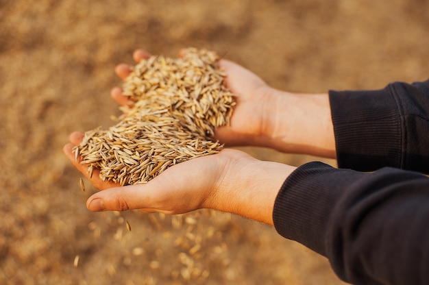 De handen van een landbouwersclose-up die een handvol tarwekorrels houden