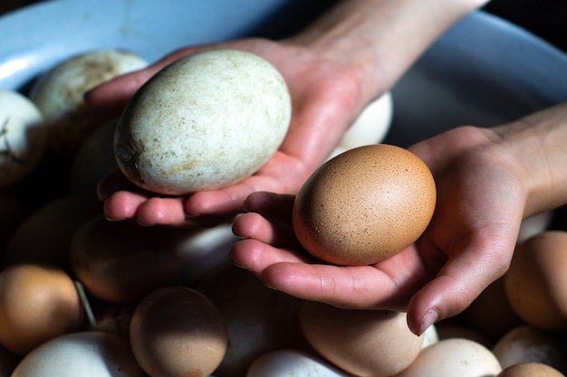 De handen van een landmeisje die grote eend en kippeneieren houden sluiten omhoog