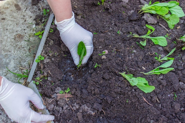 De handen van een oudere vrouw houden de grond vast met een jonge plant Zaailingen in de grond planten Er is een spatel ernaast