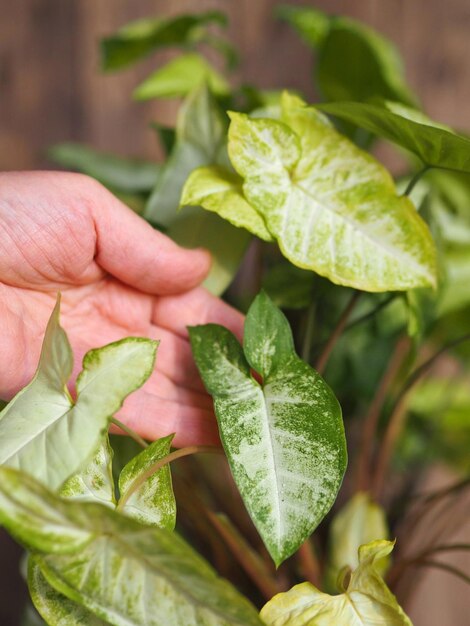 De handen van een oudere vrouw zorgen voor de plant en tonen de oorspronkelijke bladeren van syngonium podophyllum