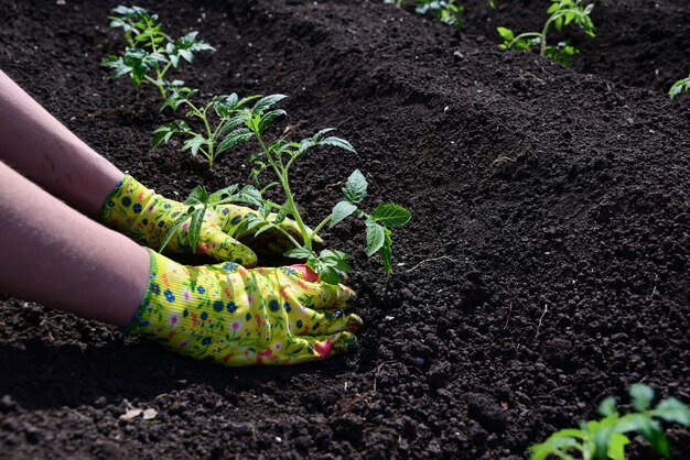 De handen van een vrouw in handschoenen transplanteren zaailingen van komkommers, tomaten uit een pot in de grond, lentewerk in de tuin, het concept van ecoproducten