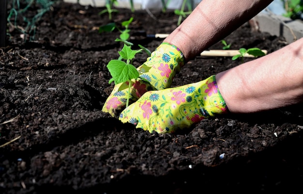 De handen van een vrouw in handschoenen transplanteren zaailingen van komkommers, tomaten uit een pot in de grond, lentewerk in de tuin, het concept van ecoproducten