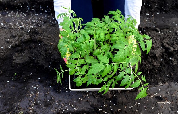 De handen van een vrouw in handschoenen transplanteren zaailingen van komkommers, tomaten uit een pot in de grond, lentewerk in de tuin, het concept van ecoproducten