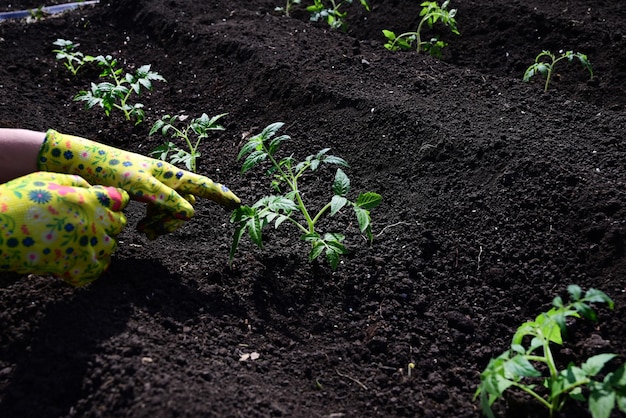de handen van een vrouw in handschoenen zijn het transplanteren van zaailingen van komkommers tomaten uit een pot in de grond lente werk in de tuin het concept van ecoproducten