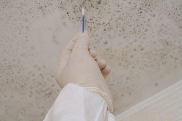 De handen van een wetenschapper in medische witte handschoenen zetten schimmel in een testbuis Observeren en experimenteren met schimmel in een wetenschappelijk laboratorium Schimmelreiniging