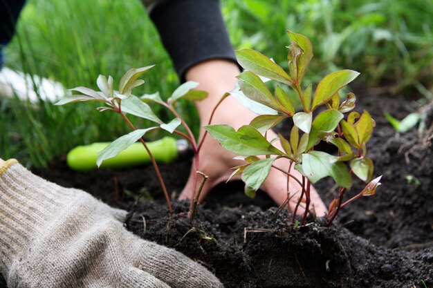 De handen van Gardener zijn bezig met het planten van pioenrozen. Spring Gardening Concept